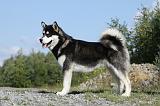 ALASKAN MALAMUTE 404